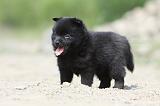 SCHIPPERKE 509